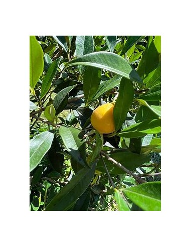 Pitomba - eugenia luschnathiana - 1 Sapling for...
