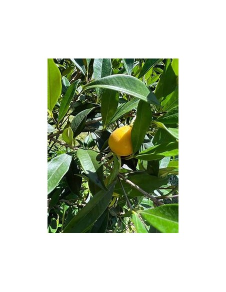 Pitomba - eugenia luschnathiana - 1 Arbolito en Venta en Mexico - Vivero por internet