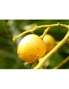 Wampee amarillo - (Clausena...