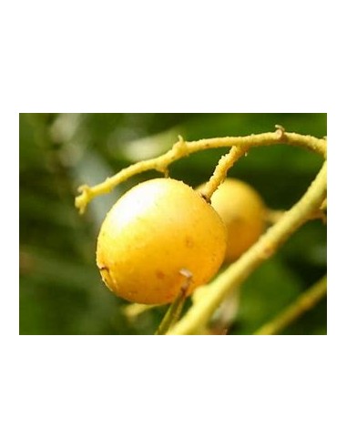 Yellow Wampee - (Clausena lansium)- 1 Sapling for Sale in Mexico - Online Nursery