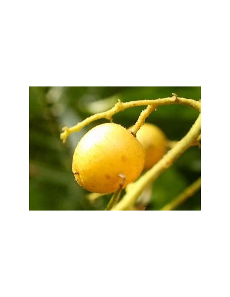 Wampee amarillo - (Clausena lansium)- 1 Arbolito en Venta en Mexico - Vivero por internet