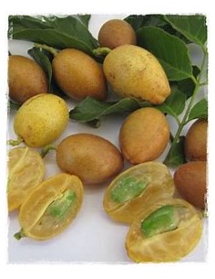 Yellow Wampee - (Clausena... 2