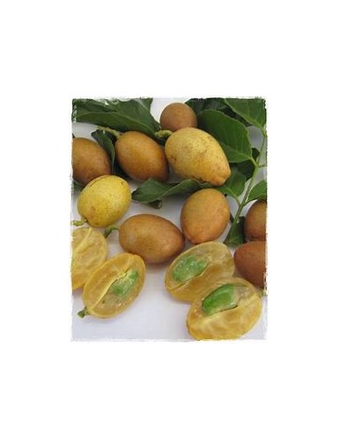 Wampee amarillo - (Clausena lansium)- 1...