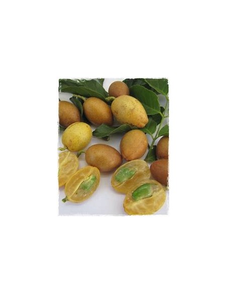 Wampee amarillo - (Clausena lansium)- 1 Arbolito en Venta en Mexico - Vivero por internet