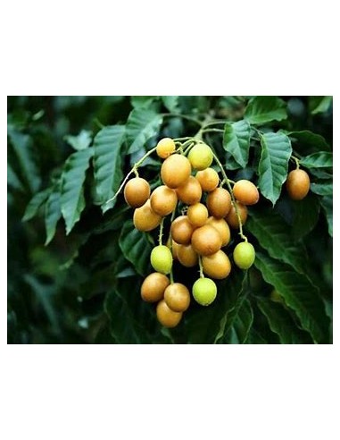 Yellow Wampee - (Clausena lansium)- 1 Sapling...
