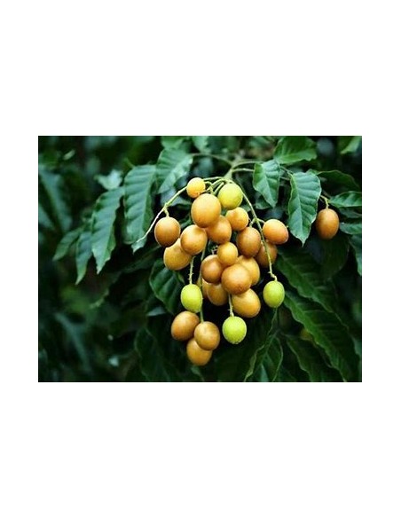 Wampee amarillo - (Clausena lansium)- 1 Arbolito en Venta en Mexico - Vivero por internet