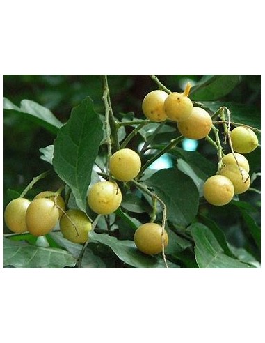 Wampee amarillo - (Clausena lansium)- 1...