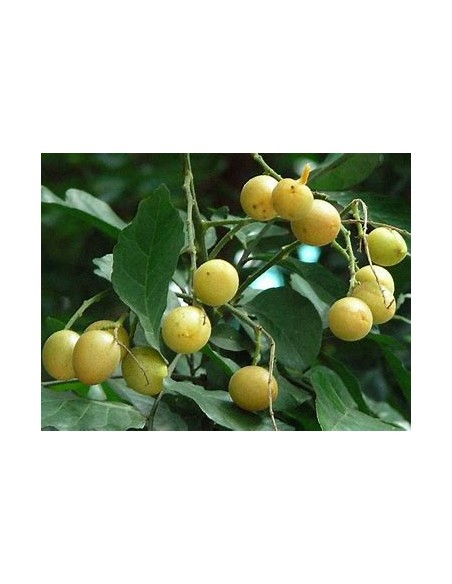 Wampee amarillo - (Clausena lansium)- 1 Arbolito en Venta en Mexico - Vivero por internet