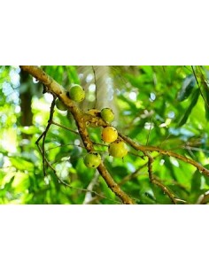 Cambuca - (plinia edulis)-...