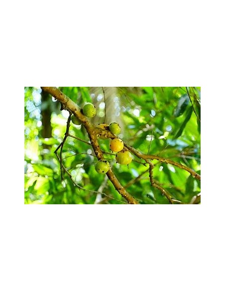 Cambuca - (plinia edulis)- 1 Arbolito en Venta en Mexico - Vivero por internet