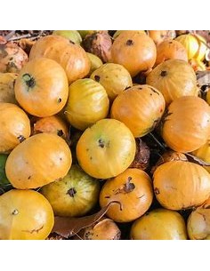 Cambuca - (plinia edulis)-... 2