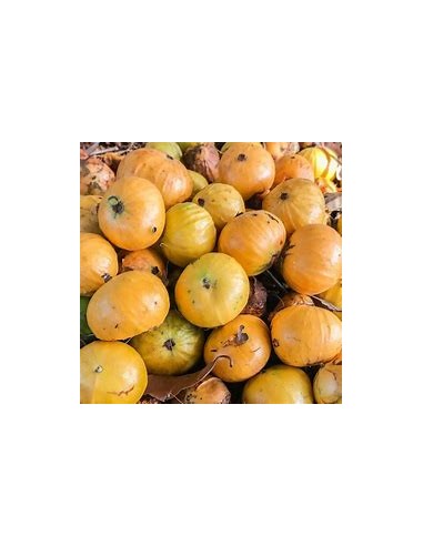 Cambuca - (plinia edulis)- 1 Sapling for Sale...