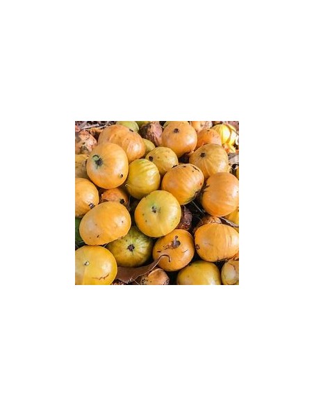 Cambuca - (plinia edulis)- 1 Sapling for Sale in Mexico - Online Nursery