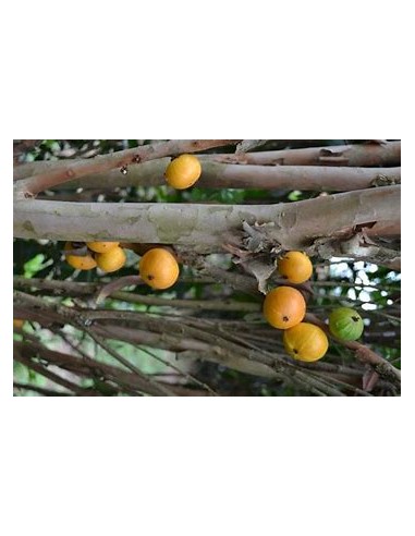 Cambuca - (plinia edulis)- 1 Sapling for Sale...