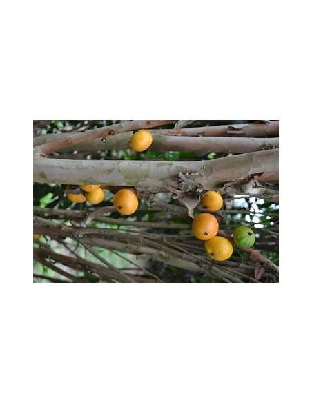 Cambuca - (plinia edulis)- 1 Arbolito en Venta en Mexico - Vivero por internet