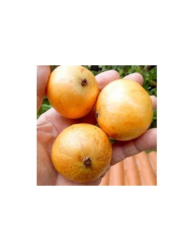 Cambuca - (plinia edulis)- 1 Sapling for Sale...