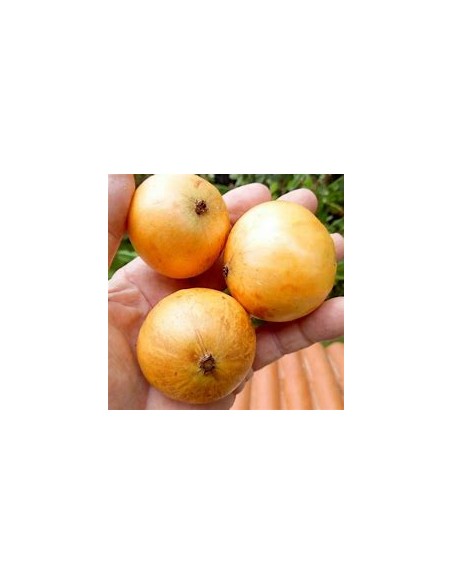 Cambuca - (plinia edulis)- 1 Arbolito en Venta en Mexico - Vivero por internet