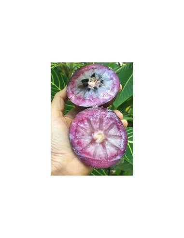 Purple Caimito - chrysophyllum cainito - 1 Sapling for Sale in Mexico - Online Nursery