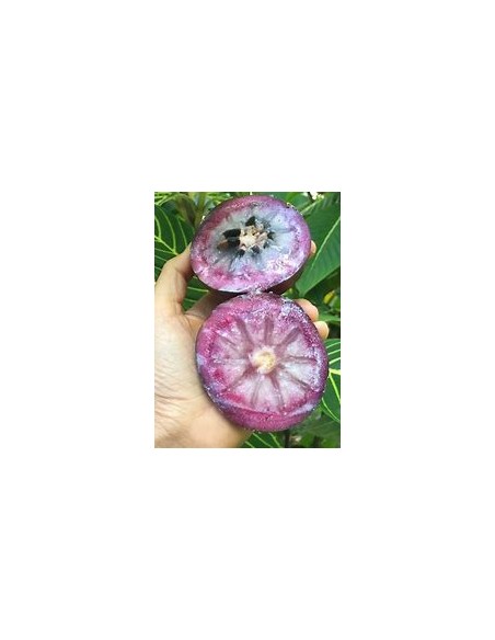 Purple Caimito - chrysophyllum cainito - 1 Sapling for Sale in Mexico - Online Nursery