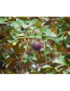 Caimito morado -... 2