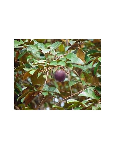 Caimito morado - chrysophyllum cainito  - 1...