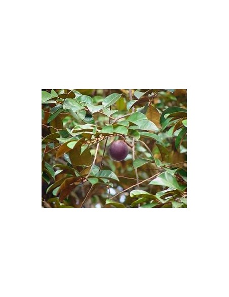 Purple Caimito - chrysophyllum cainito - 1 Sapling for Sale in Mexico - Online Nursery