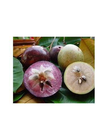 Purple Caimito - chrysophyllum cainito - 1...