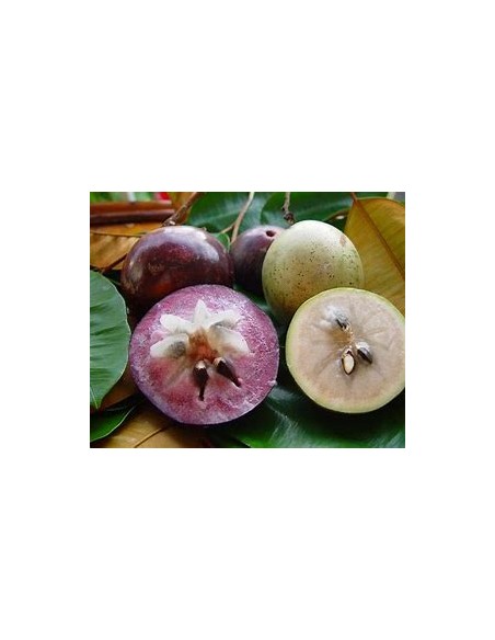 Caimito morado - chrysophyllum cainito  - 1 Arbolito en Venta en Mexico - Vivero por internet