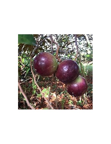 Purple Caimito - chrysophyllum cainito - 1...