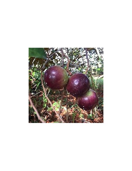 Purple Caimito - chrysophyllum cainito - 1 Sapling for Sale in Mexico - Online Nursery