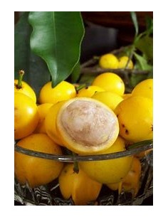 Lemon drop - Mangosteen...