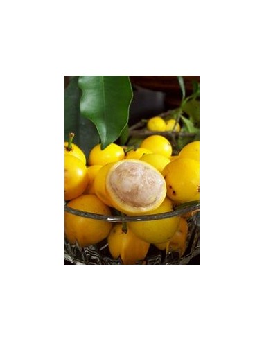 Lemon drop - Mangosteen (Garcinia brasiliensis) - 1 Arbolito en Venta en Mexico - Vivero por internet