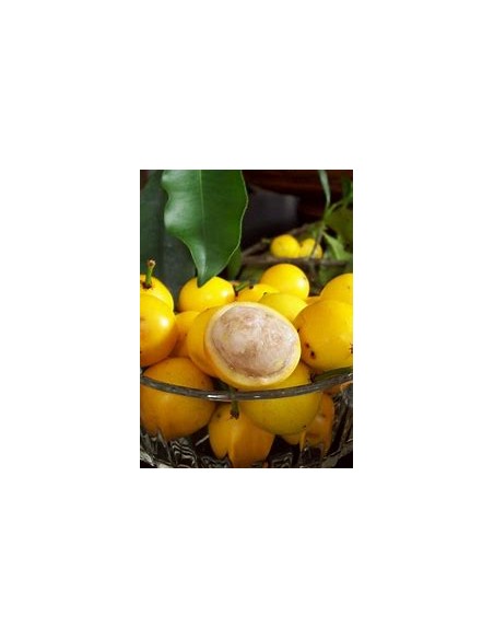Lemon drop - Mangosteen (Garcinia brasiliensis) - 1 Sapling for Sale in Mexico - Online Nursery