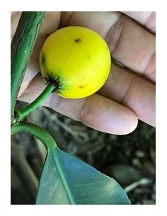 Lemon drop - Mangosteen... 2