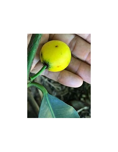 Lemon drop - Mangosteen (Garcinia brasiliensis)...