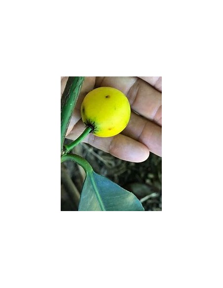 Lemon drop - Mangosteen (Garcinia brasiliensis) - 1 Arbolito en Venta en Mexico - Vivero por internet