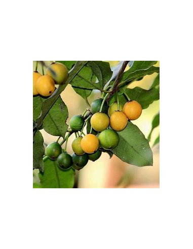 Lemon drop - Mangosteen (Garcinia brasiliensis)...