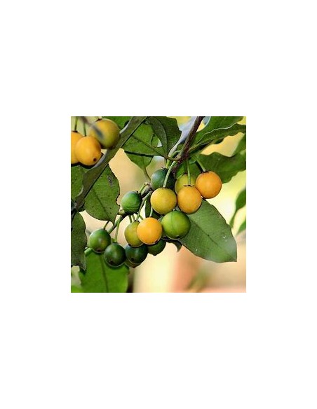 Lemon drop - Mangosteen (Garcinia brasiliensis) - 1 Arbolito en Venta en Mexico - Vivero por internet