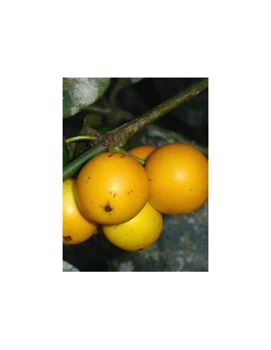 Lemon drop - Mangosteen (Garcinia brasiliensis)...