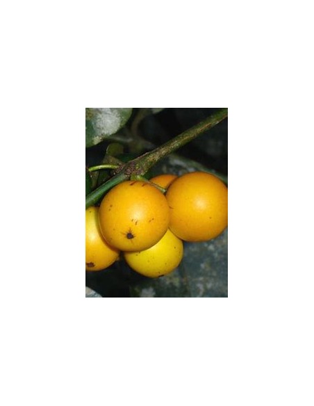Lemon drop - Mangosteen (Garcinia brasiliensis) - 1 Sapling for Sale in Mexico - Online Nursery