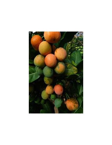 Imbe - garcinia livingstonei - Mangostan africano - 1 Arbolito en Venta en Mexico - Vivero por internet