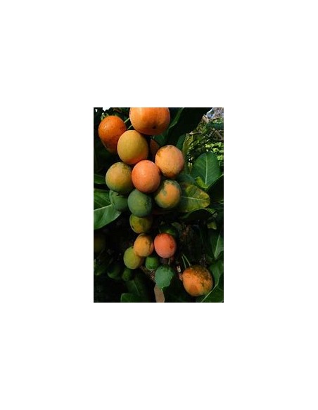 Imbe - garcinia livingstonei - Mangostan africano - 1 Arbolito en Venta en Mexico - Vivero por internet
