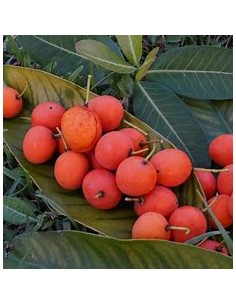 Imbe - garcinia... 2