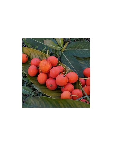 Imbe - garcinia livingstonei - Mangostan...