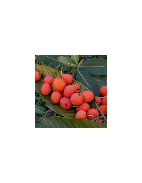 Imbe - garcinia livingstonei - Mangostan africano - 1 Arbolito en Venta en Mexico - Vivero por internet
