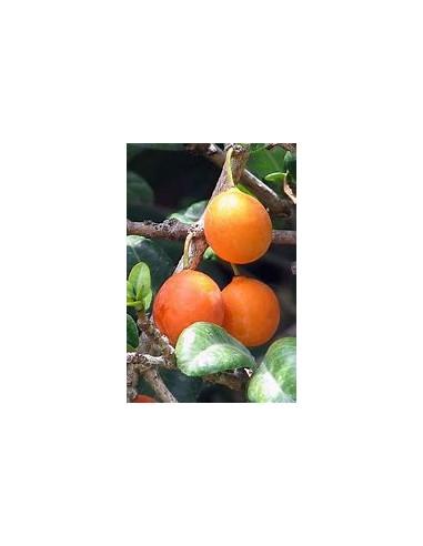 Imbe - garcinia livingstonei - African...