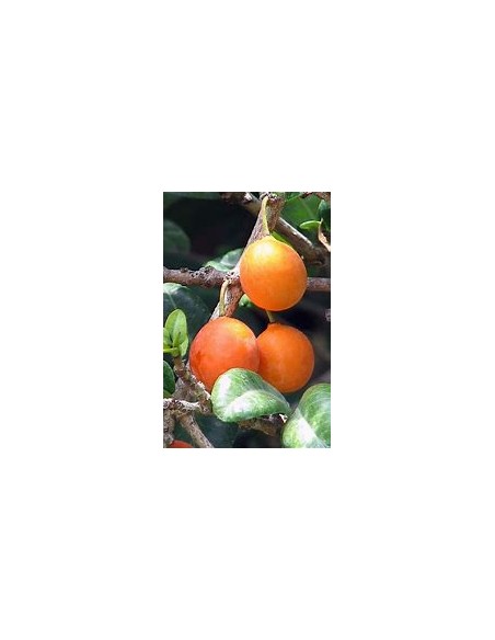 Imbe - garcinia livingstonei - Mangostan africano - 1 Arbolito en Venta en Mexico - Vivero por internet
