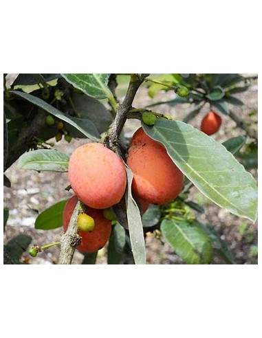 Imbe - garcinia livingstonei - Mangostan...