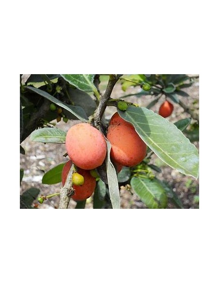 Imbe - garcinia livingstonei - Mangostan africano - 1 Arbolito en Venta en Mexico - Vivero por internet