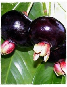 Grumichama - eugenia...